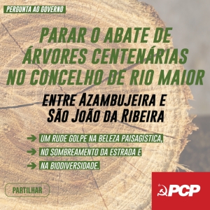 Parar Abate Árvores Centenárias em Rio Maior